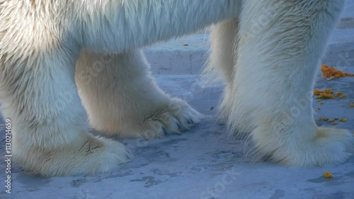 Close-up of polar bear paws standing on icy surface surrounded by scattered food remnants. Highlights feeding behavior, climate adaptation, and conservation importance in Arctic wildlife habitat.
