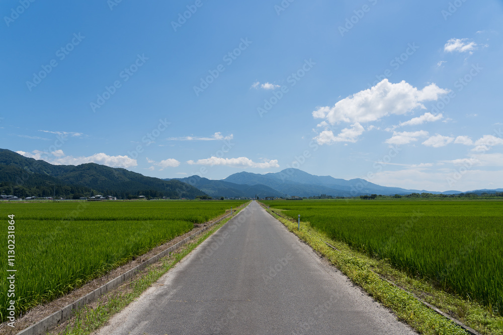 Fototapeta premium 水田と田舎道
