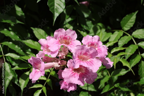 de belles fleures roses du rhododendron photo