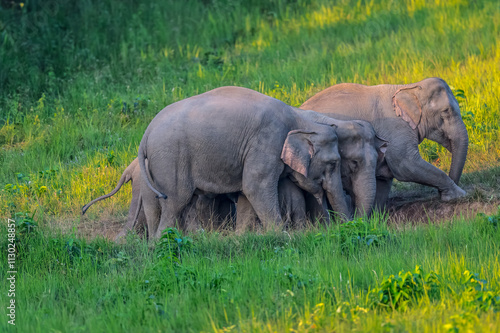 Elephants are large mammals and are the largest land animals. Wild elephants eat plants. They are big, have a small head, big legs, and have a trunk that reaches to the ground. That trunk is the nose.