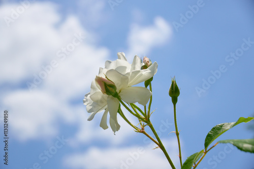 青空を背景にした白いバラの花と蕾 photo