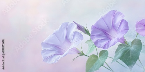 Delicate light purple morning glory blooms gracefully, showcasing the beauty of morning glory in full bloom, creating an enchanting scene that captures the essence of morning glory s charm. photo