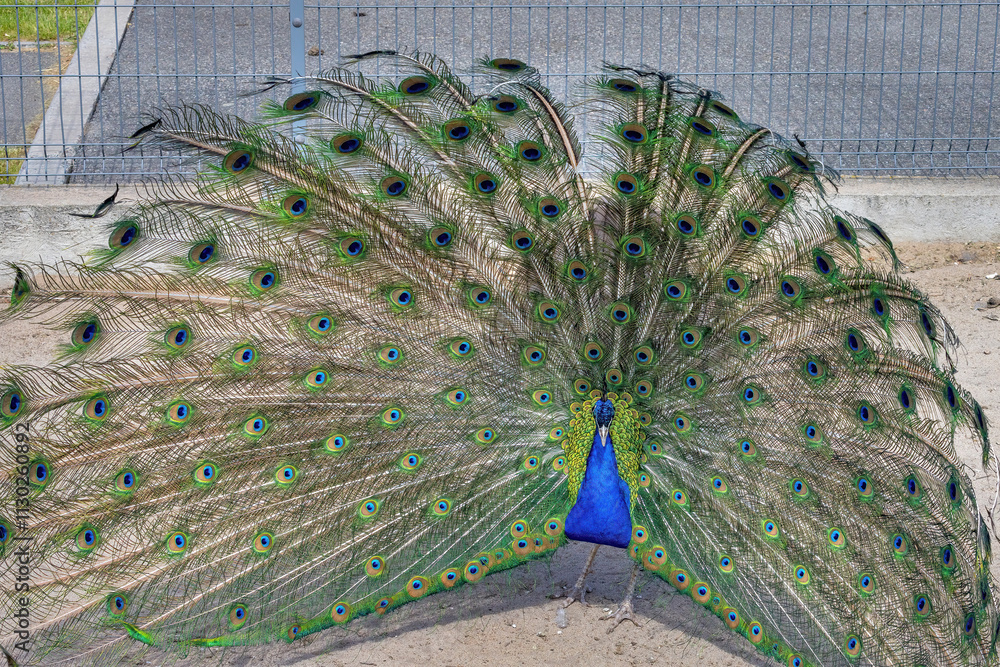 Majestic peacock displays vibrant feathers in a serene outdoor setting during daylight