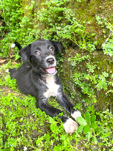 black and white cute puppy lies on the grass and looks up