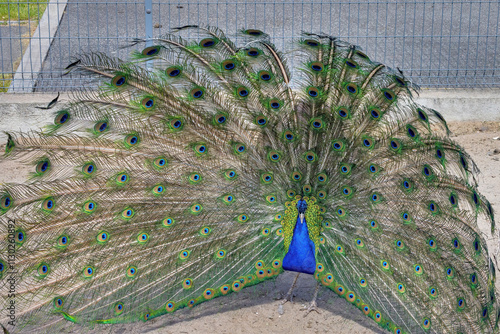 Obraz na płótnie Majestic peacock displays vibrant feathers in a serene outdoor setting during daylight w salonie