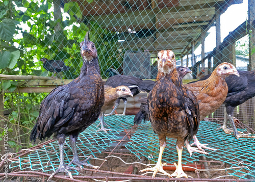 portrait of young chickens in a chicken coop on a home farm