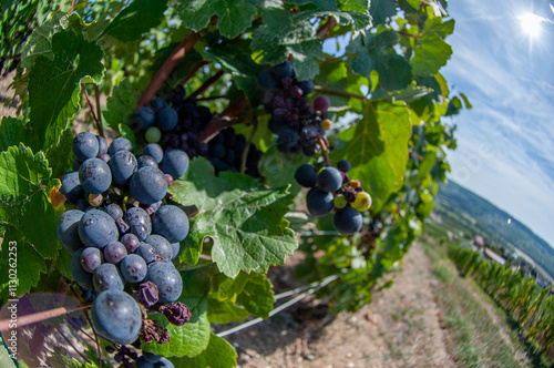 Gros plan sur des grappes de raisin, Pinot noir et Pinot Meunier, cépages en Champagne, dans les vignes à la période des vendanges en septembre photo