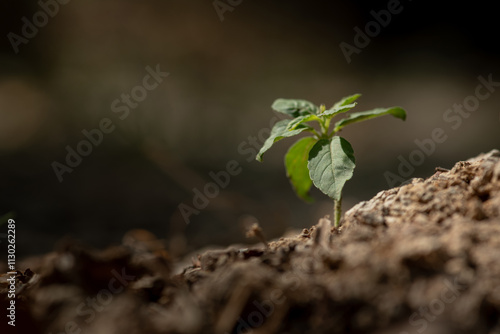 Young plant sprouting on cracked dry soil, symbolizing resilience.