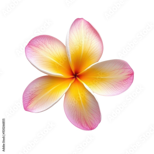 Frangipani Flower Isolated for Floral Designs Transparent PNG background.