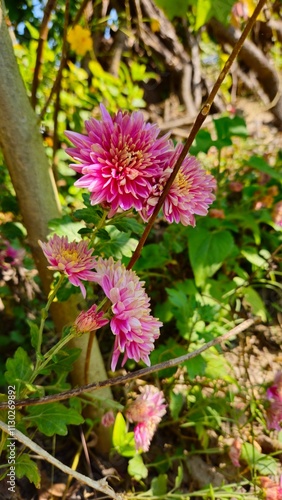 pink and yellow flowers,Chrysanthemum, Mum, Florists' Chrysanthemum, Dendranthema X grandiflorum, Guldaudi, godawari phool, beautiful flower .