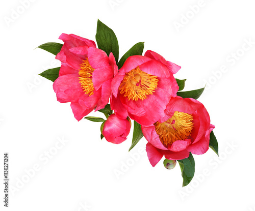 Coral peony flowers in a fl...