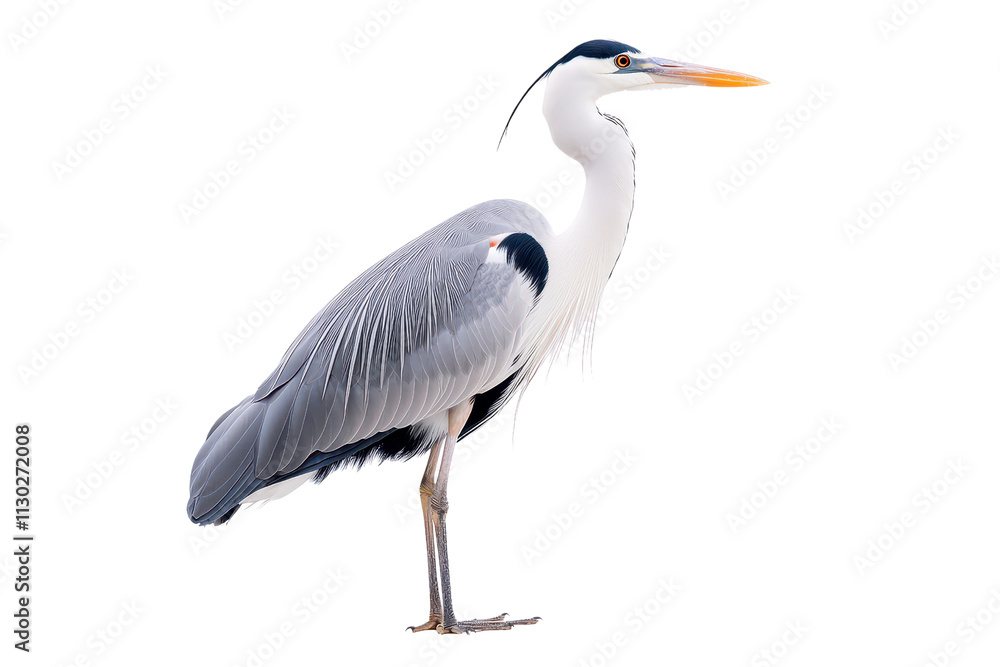 Fototapeta premium A majestic heron stands elegantly, showcasing its long legs, slender neck, and distinctive plumage.