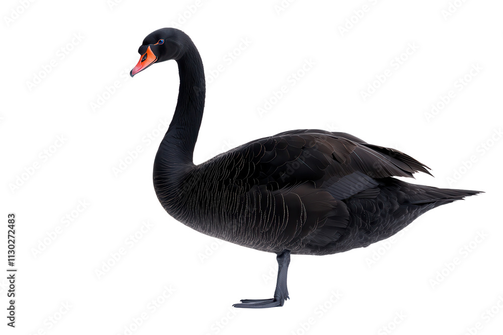 Fototapeta premium A striking black swan with a long neck and vibrant orange beak, showcasing its elegant posture.