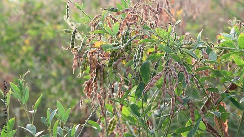 Pigeon pea (cajanus cajan) crop field, pigeon pea or tuvar beans vegetable on plant. photo