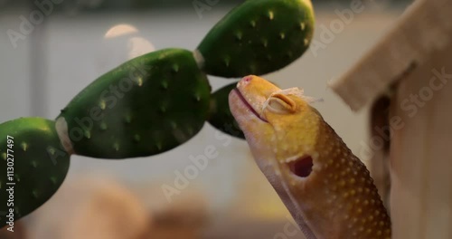 Gecko investigates a cactus plant in its artificial terrarium habitat. The close-up captures its curiosity, intricate details of its skin, and interaction with the environment.