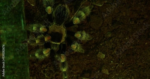 Tarantula walks in glass habitat with earthy substrate. Detailed focus on its hairy legs and natural colors highlights the unique features of this fascinating arachnid species.