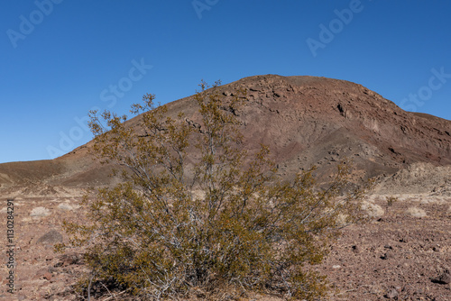 Larrea tridentata, creosote bush and greasewood. Dish Hill Crater. A cinder cone (or scoria cone) / Basalt Flow / volcano, San Bernardino County, California. Mojave Desert / Basin and Range Province. photo