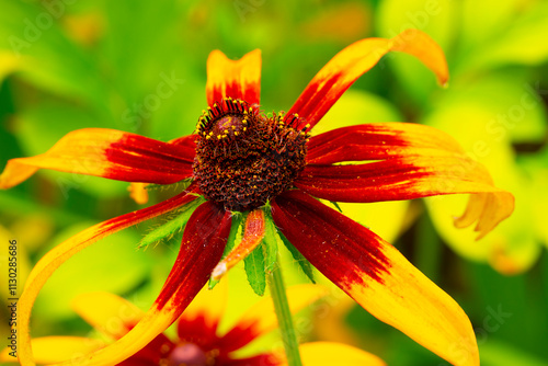 Hairy rudbeckia, Rudbeckia hirta L. It belongs to the genus of annual, biennial and perennial herbaceous plants of the Asteraceae family. Used in landscape design.