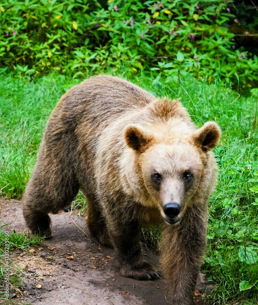 Obraz premium Close-up of an adult eurasian brown bear with fluffy brown fur in the forest surrounded by lush grass and green bushes. Ursus arctos. Omnivore 
