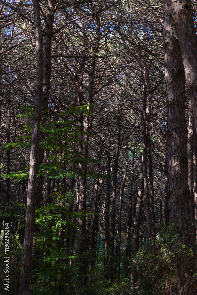 Obraz premium Moody pine forest view at daytime