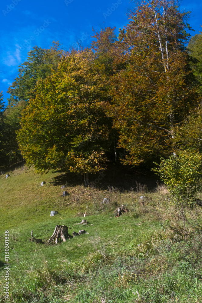 Φωτογραφία Panorama montano con gli alberi colorati dal foliage autunnale in Val di Zoldo n