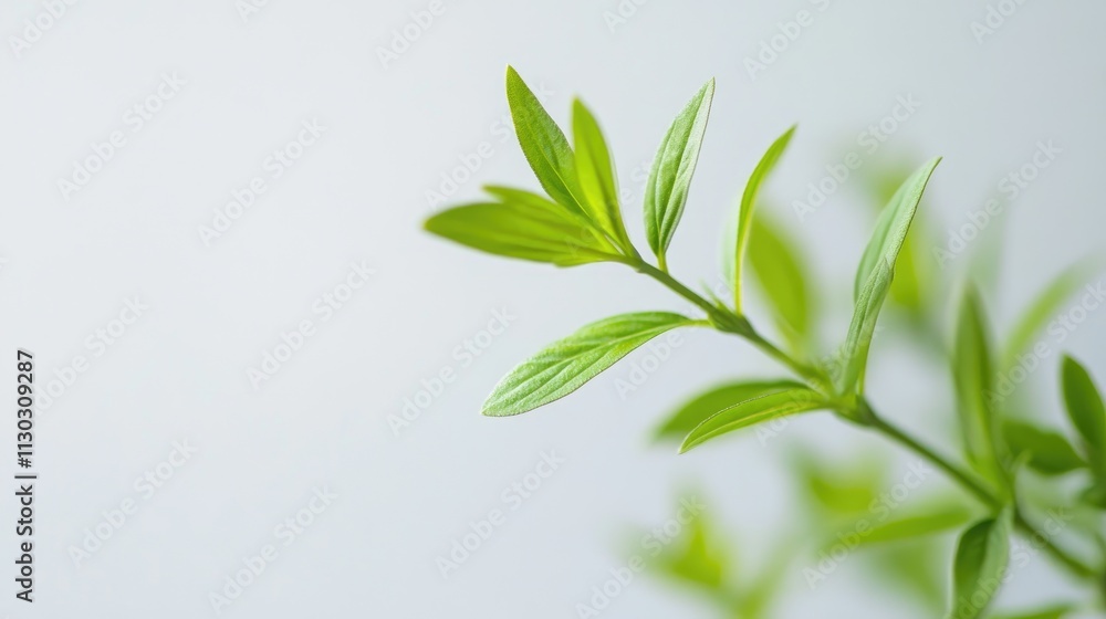 A close-up of a green plant branch against a soft background, showcasing natural beauty. A close-up of a green plant branch against a soft background, showcasing natural beauty.