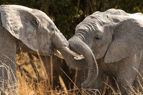 Young elephant fight training