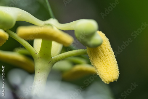 Macro phtotgraphy of passion fruit pollen and bud, Mahe, Seychelles photo