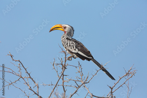 Southern Yellow-billed Hornbill (Tockus leucomelas) perched in a tree against blue sky
