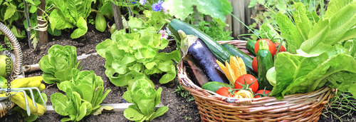 fresh and colorful vegetables in basket in front  in a garden put on the soil...