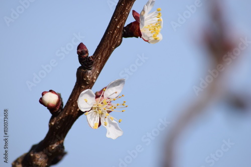 tree blossom