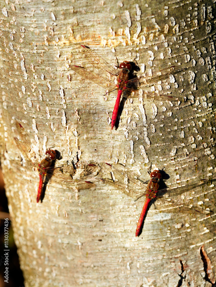W skąpym jesiennym słońcu Ważki z rodziny Szablak (Sympetrum) wygrzewają się na pniach drzew