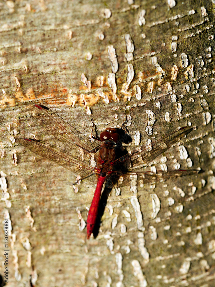 W skąpym jesiennym słońcu Ważki z rodziny Szablak (Sympetrum) wygrzewają się na pniach drzew
