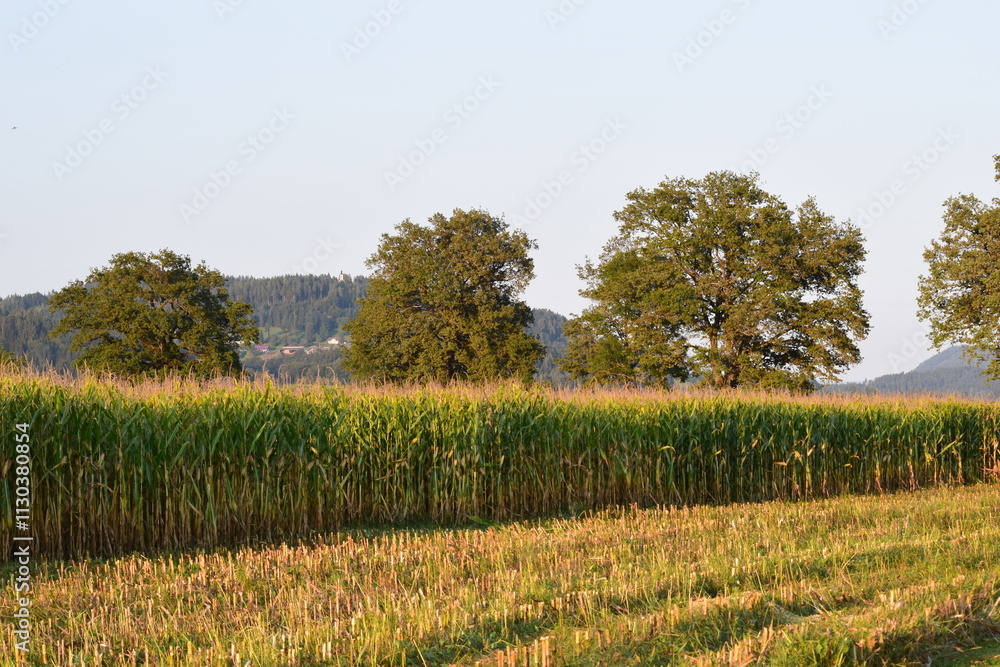 Obraz premium cornfield with trees
