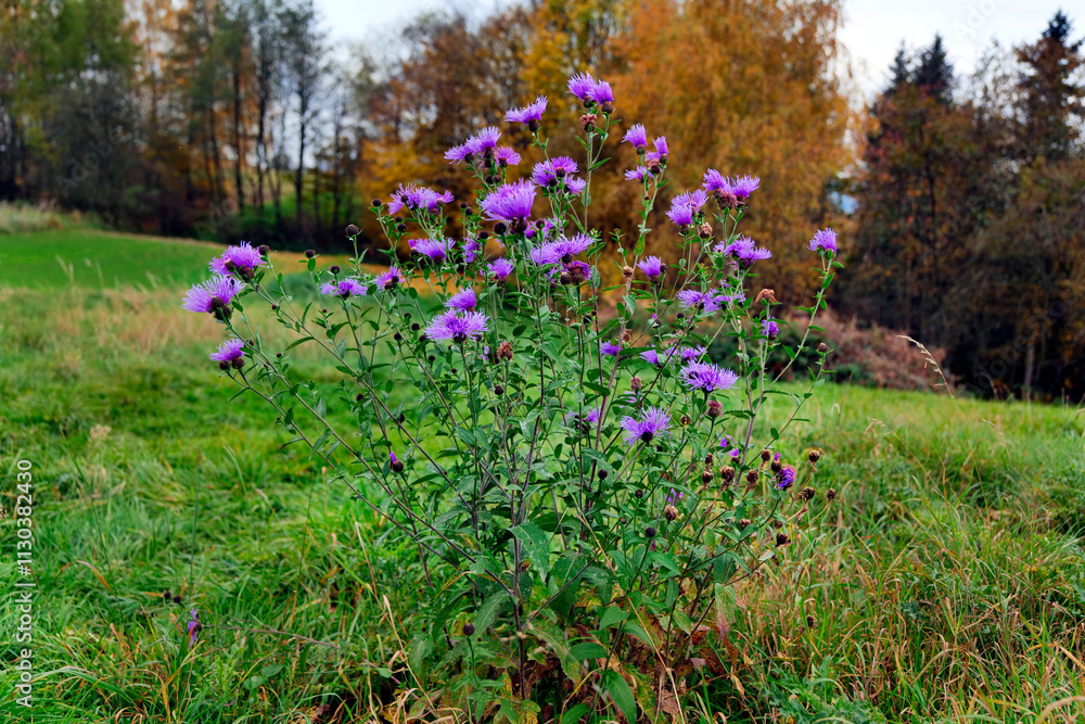 Jesienne klimaty tworzą opadłe złotawe liście i przebarwiające się trawy i zioła oraz kwitnący Chaber łąkowy (Centaurea jacea L.)