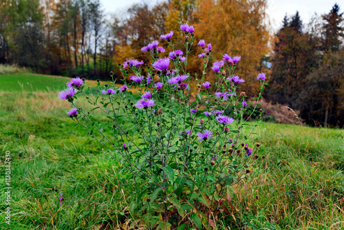 Obraz na płótnie Jesienne klimaty tworzą opadłe złotawe liście i przebarwiające się trawy i zioła oraz kwitnący Chaber łąkowy (Centaurea jacea L.) w salonie