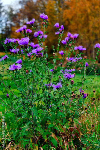 Obraz na płótnie Jesienne klimaty tworzą opadłe złotawe liście i przebarwiające się trawy i zioła oraz kwitnący Chaber łąkowy (Centaurea jacea L.) w salonie