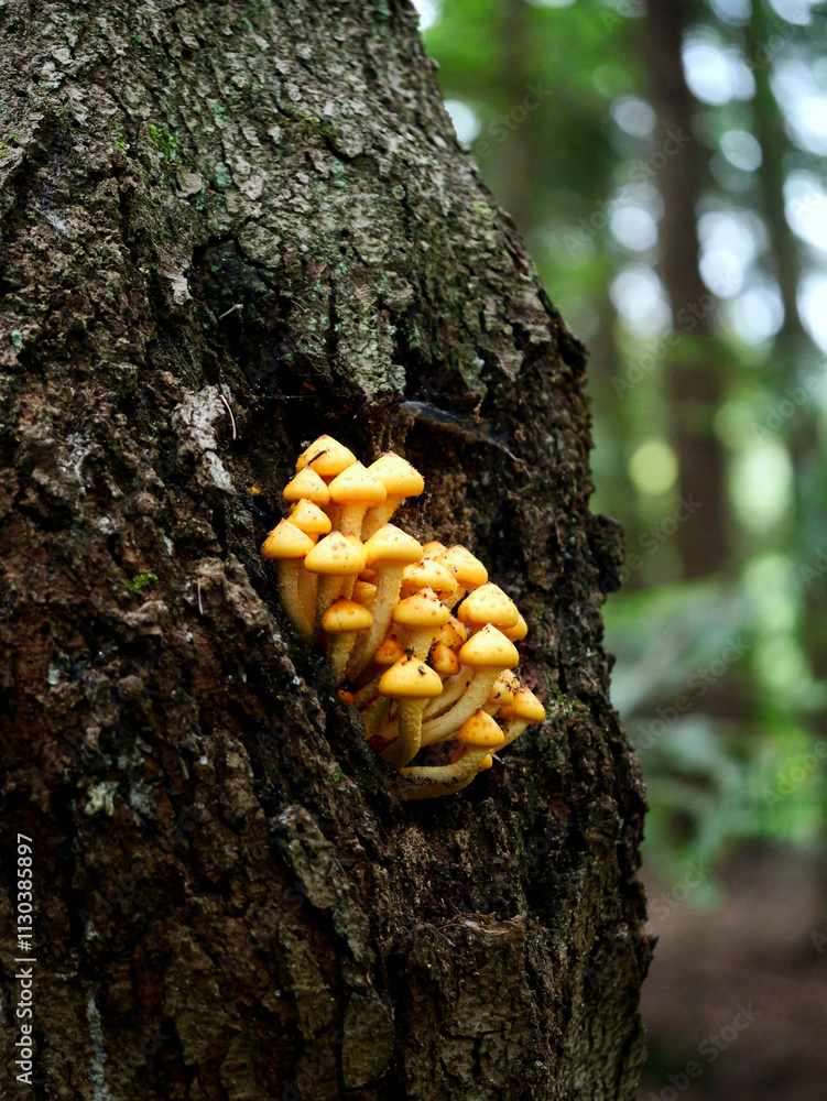 Łuskwiak tłustawy ( Pholiota adiposa) Rośnie na drzewach liściastych i iglastych, zarówno na żywych, jak i na martwych