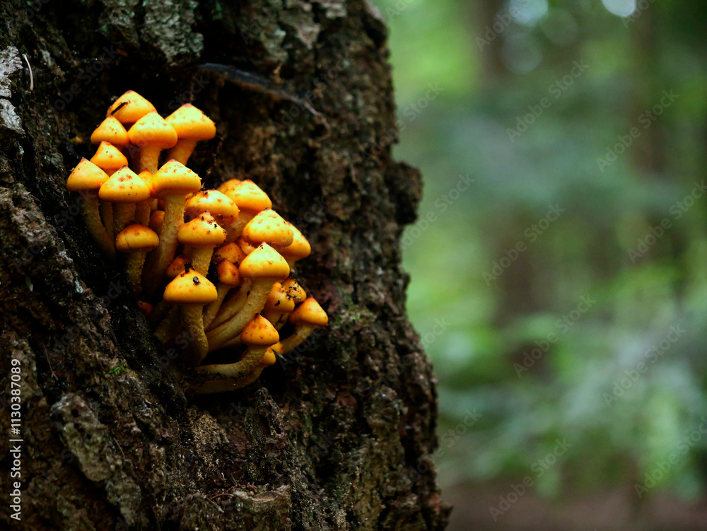 Łuskwiak tłustawy ( Pholiota adiposa) Rośnie na drzewach liściastych i iglastych, zarówno na żywych, jak i na martwych