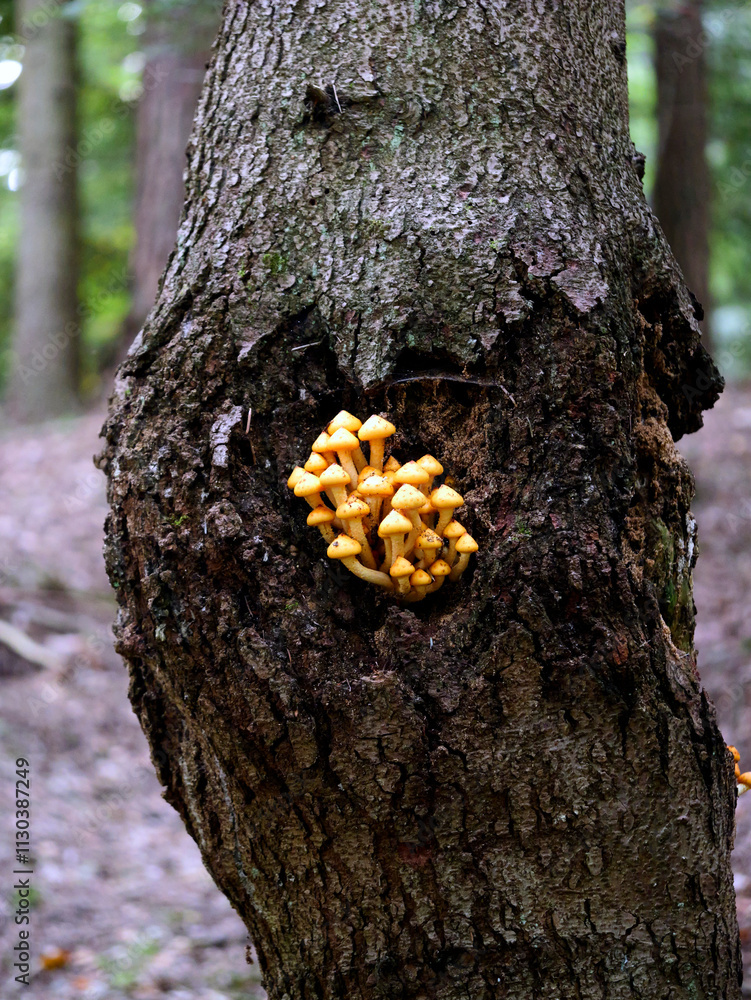 Łuskwiak tłustawy ( Pholiota adiposa) Rośnie na drzewach liściastych i iglastych, zarówno na żywych, jak i na martwych