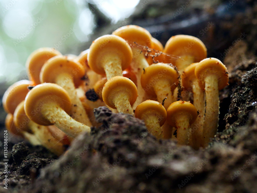 Łuskwiak tłustawy ( Pholiota adiposa) Rośnie na drzewach liściastych i iglastych, zarówno na żywych, jak i na martwych