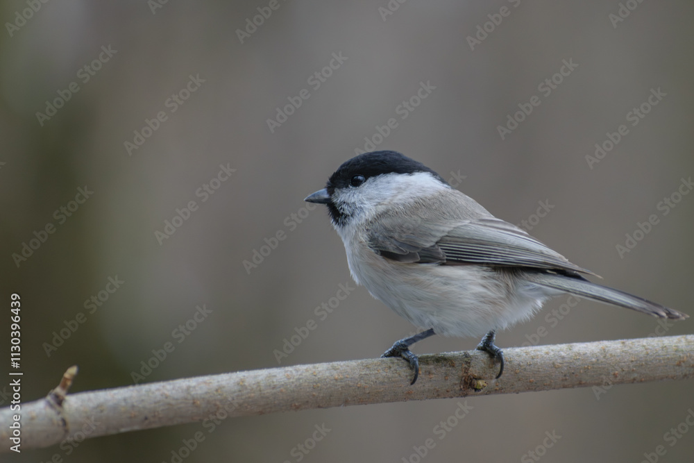 Obraz premium black backed shrike