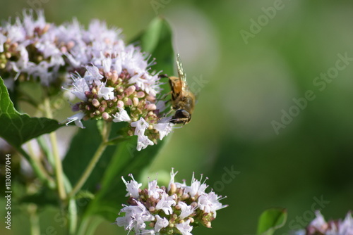 Wallpaper Mural bee on a flower Torontodigital.ca