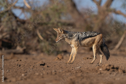 A black-backed jackal standing in the beautiful morning light looking at the ground, low angle photograph.  photo