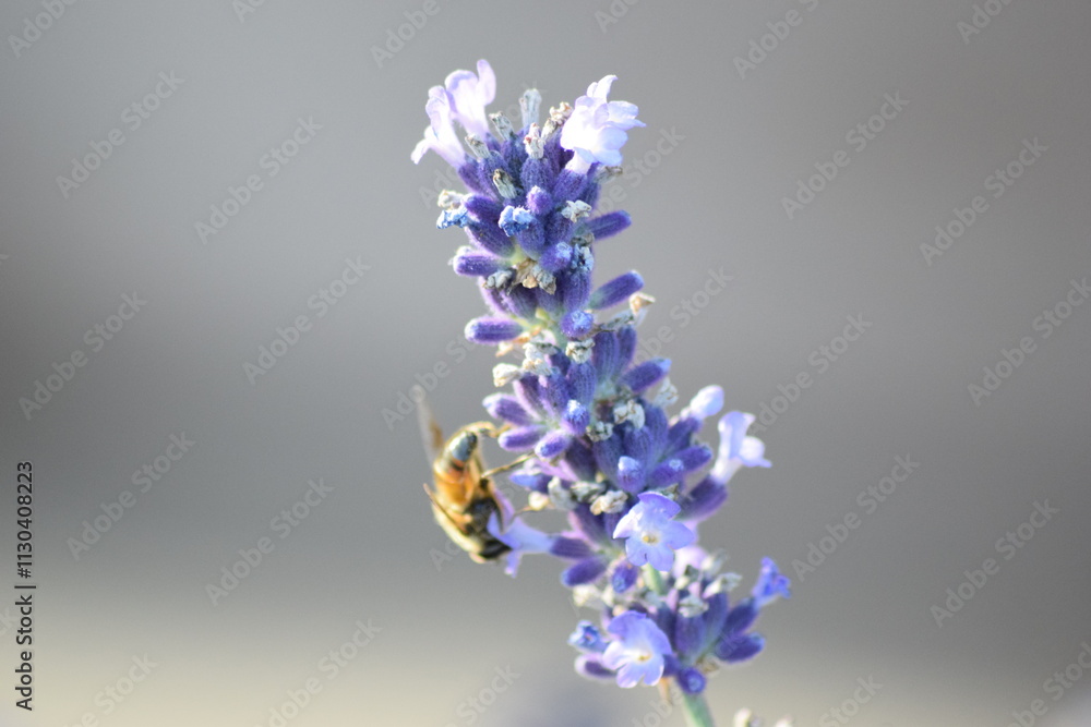 Obraz premium bee on lavender collecting nectar
