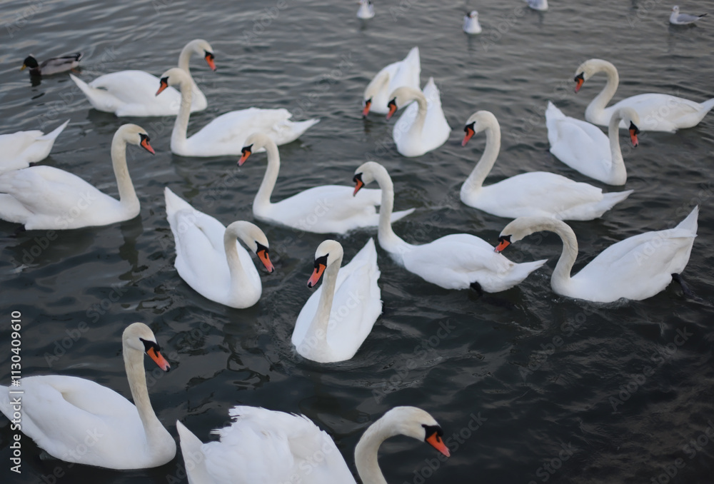Obraz premium White swan on the water
