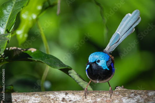 A male Variegated Fairywren perched on a branch