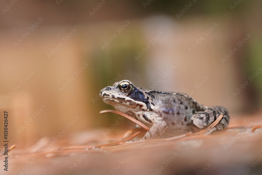 Fototapeta premium A young european common brown frog (Rana temporaria). art photography of an amphibian