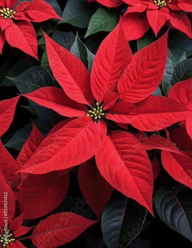 red poinsettia flowers against dark background photo