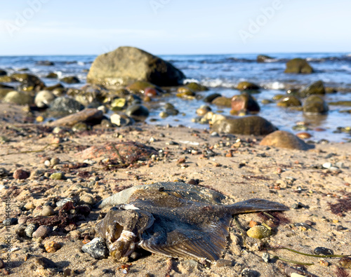 Fototapeta Naklejka Na Ścianę i Meble -  Dead plaice fish lies on the beach at the Baltic Sea